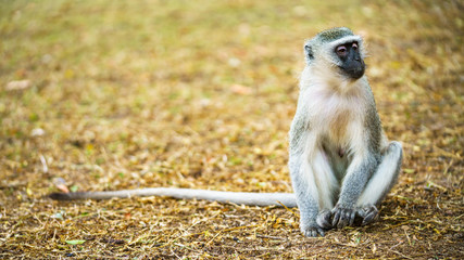 vervet monkey in kruger national park, mpumalanga, south africa 68