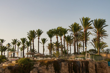 Obraz premium palm trees on beach javea