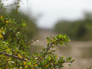 a field with blury background