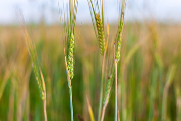 agricultural cultivated plant rye, rye field at sunset in sunlight, grain harvest, grain crops