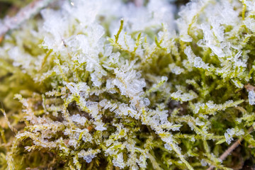 the frozen ice sheets in the winter , the snowflakes on the leaves