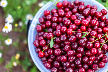 a bucket of beautiful juicy ripe cherries, a bucket of collected berries cherry harvest