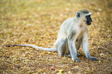 vervet monkey in kruger national park, mpumalanga, south africa 73