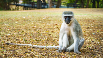 vervet monkey in kruger national park, mpumalanga, south africa 75