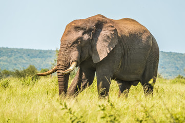 Obraz na płótnie Canvas Portrait of a cute male bull Elephant in Kruger national Park