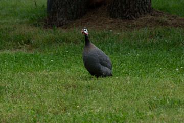 pigeon on green grass