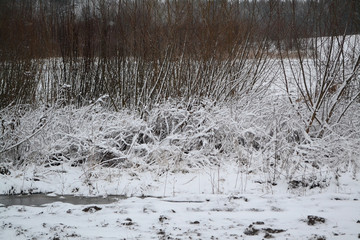Shrub with adhering snow and hoarfrost in Belarus. The concept of a sharp cold snap and frost, winter nature