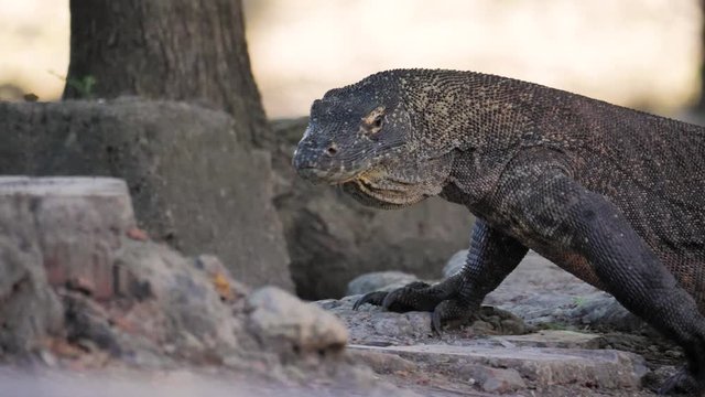 Close up of a komodo dragon filmed in the national park in Indonesia in 4k.