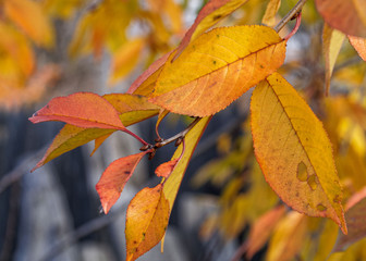 autumn leaves on a branch