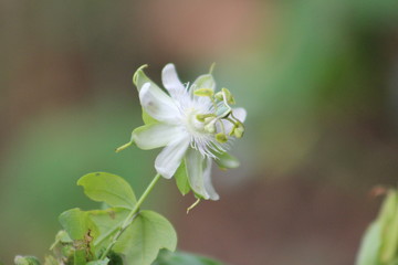 Passiflora