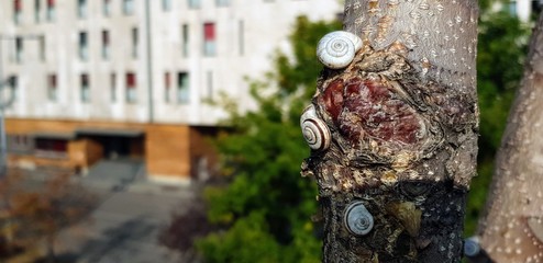 Small snails on a tree