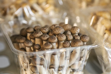 Mushroom stocked cool in professional kitchen