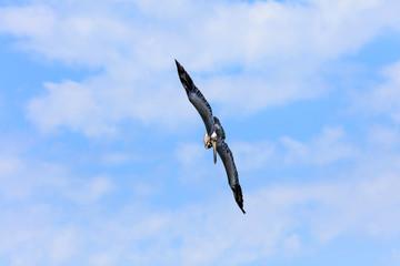 Pelican in a noisdive for blue sky with clouds, Florida