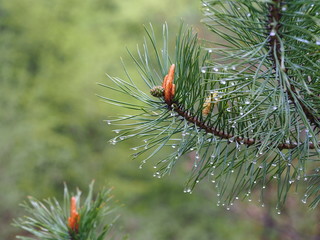 pine tree branch with cones