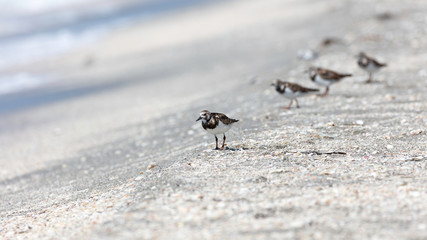 Ruddy turnstone bird walking on white sandy beach in Florida