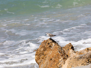 Snowy plover on stone in the surf, Florida, USA