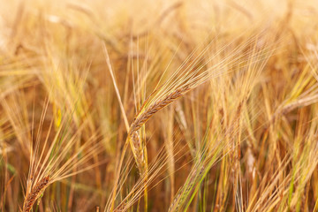 agricultural cultivated plant rye, rye field at sunset in sunlight, grain harvest, grain crops