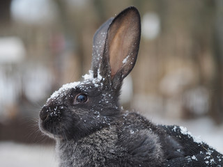 Portrait of a cute rabbit under the snow