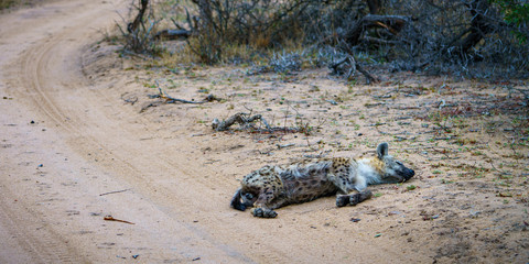 hyena in kruger national park, mpumalanga, south africa 18