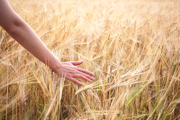 agricultural crop plant rye, rye field at sunset in sunlight, grain harvest, grain crop, female hand holding ears over the field