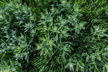 Fresh spring green grass in the meadow