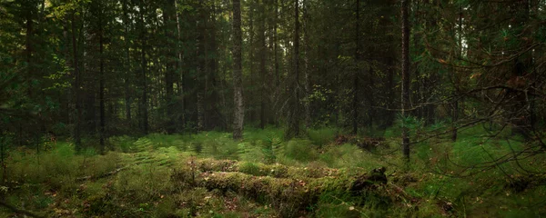 Jagd im Wald Sibirien © Ilya