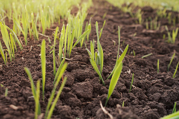 just risen sprouts in the field, green seedlings in the ground in the sunlight