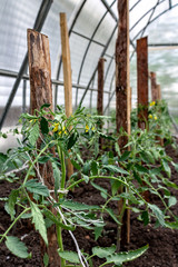 seedlings for planting in a greenhouse, tomato sprouts, gardening, tomato flowers, blooming