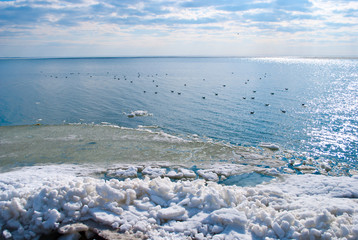 A flock of seagulls on the water on a clear winter day