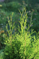 Thuja western Smaragd. The branches are lit by the sun.