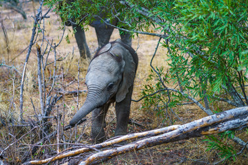 baby elephant in kruger national park, mpumalanga, south africa 26