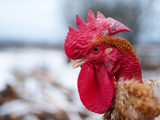 Portrait of a luxurious rooster with a red crest. Rare breed of chicken