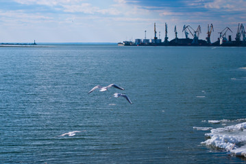 Seagulls on the water on a clear winter day