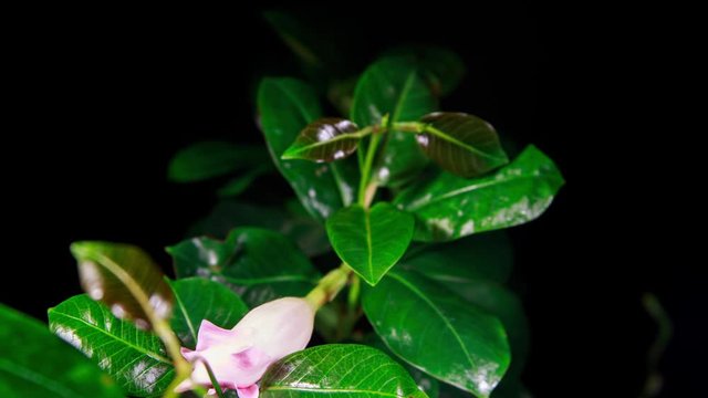 Pink Mandevilla Flower Open Blossom in Time Lapse on a Black Background