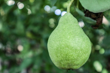 green pears on the tree