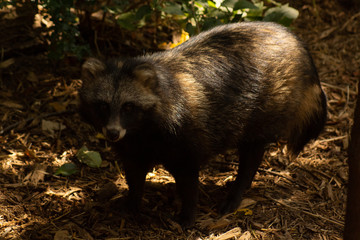 tanuki on the ground looking up at the camera