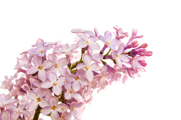 blooming branch of this live lilac close-up isolated on white backkground, design, mock up, copy space