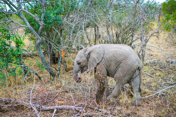 baby elephant in kruger national park, mpumalanga, south africa 42