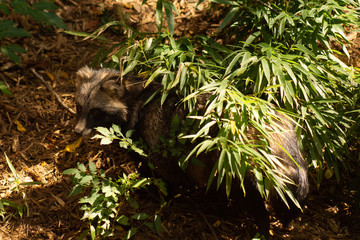 tanuki on the ground looking up at the camera