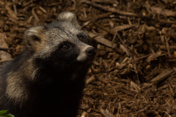 tanuki on the ground looking up at the camera