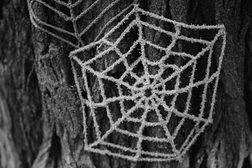 Spider web knitted from threads on a tree trunk, bw photo.