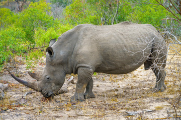 white rhino in kruger national park, mpumalanga, south africa 17