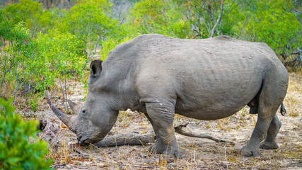 Fototapeta premium white rhino in kruger national park, mpumalanga, south africa 33