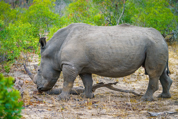 white rhino in kruger national park, mpumalanga, south africa 38