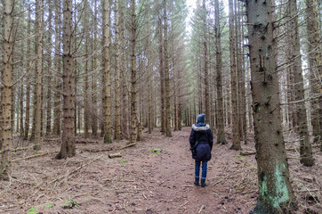 Obraz premium Walking on a path in a spruce tree plantation