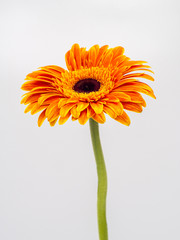 beautiful orange gerbera daisy flower isolated on white background