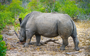 Obraz premium white rhino in kruger national park, mpumalanga, south africa 51