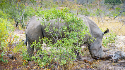 white rhino in kruger national park, mpumalanga, south africa 65
