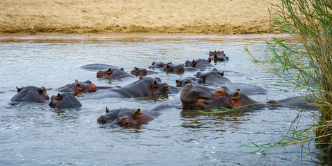 hippos in kruger national park, mpumalanga, south africa 7