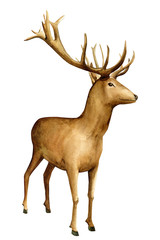 Naklejka na ściany i meble deer on an isolated white background, watercolor illustration